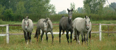 lovak01.jpg